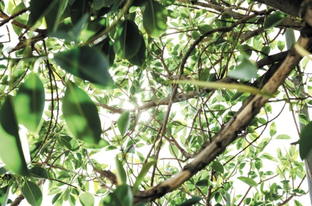 Green_Branches_RGB