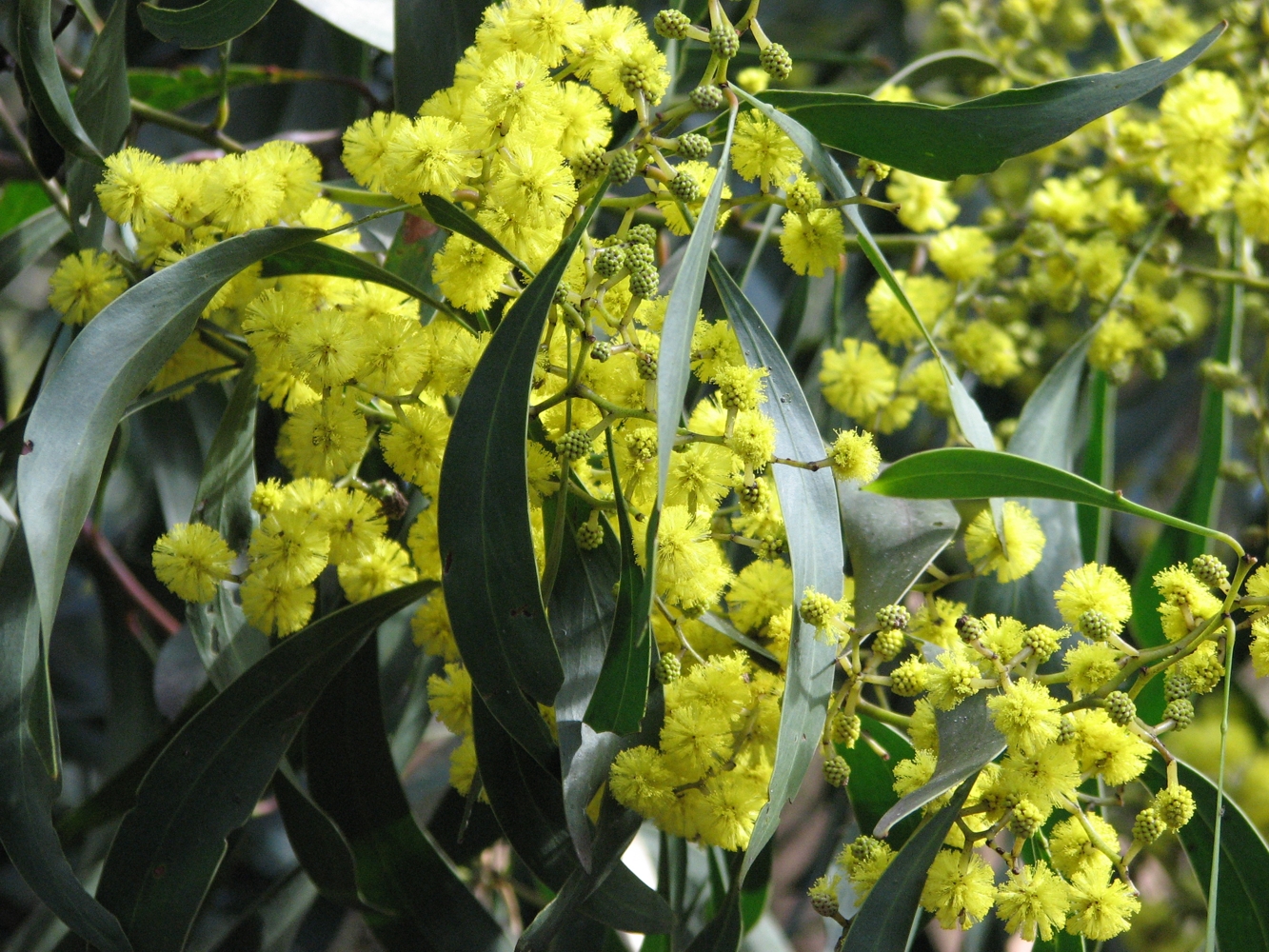 Acacia_pycnantha_Golden_Wattle-002